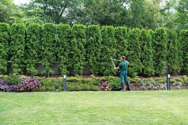 Professional Tree Removal and Landscaping Services in Nelsonville, OH